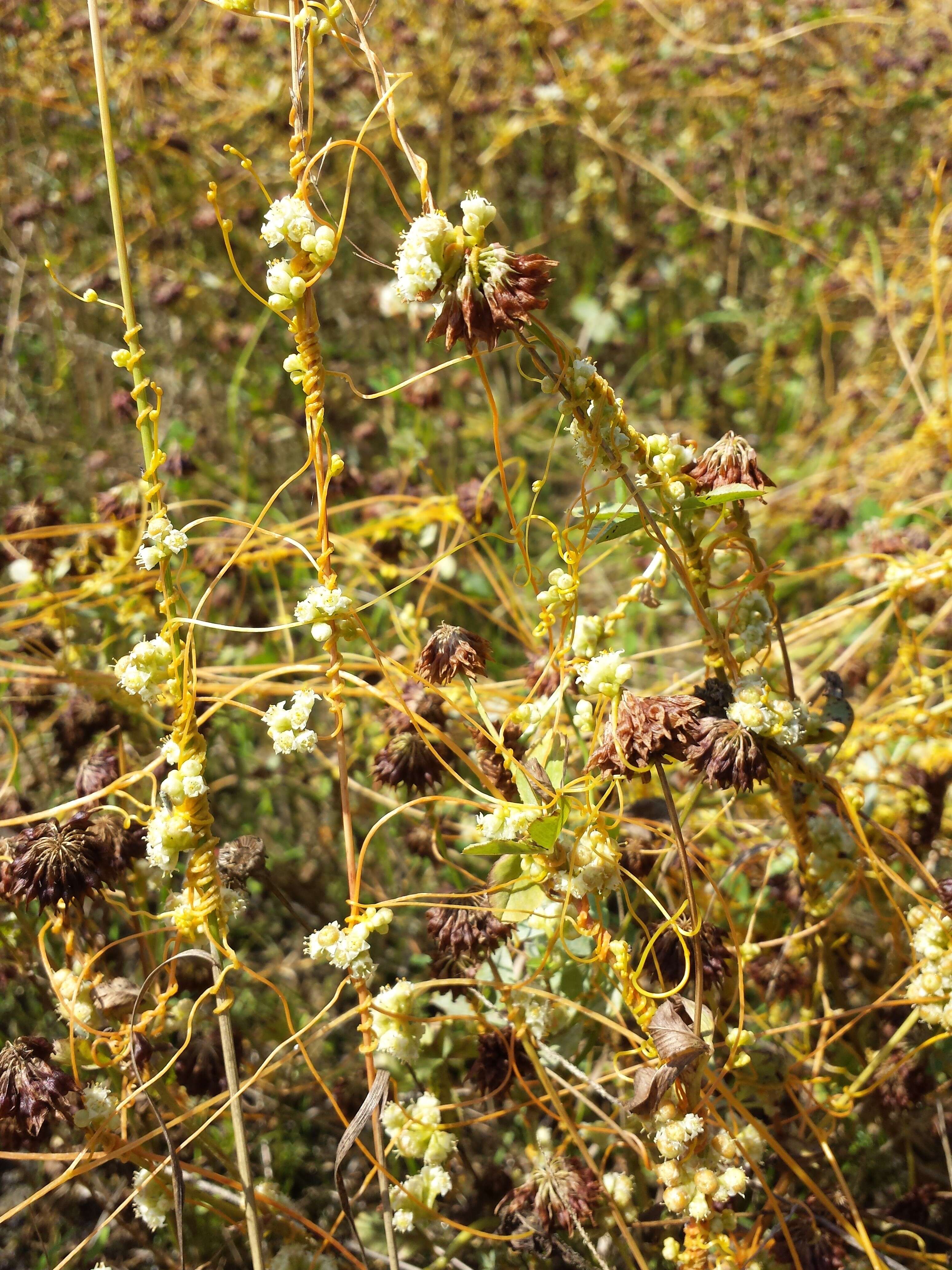 Image of Cuscuta campestris