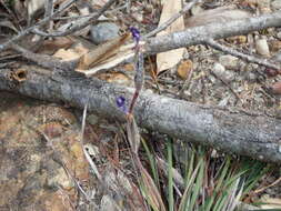 Image of Patersonia sericea R. Br.