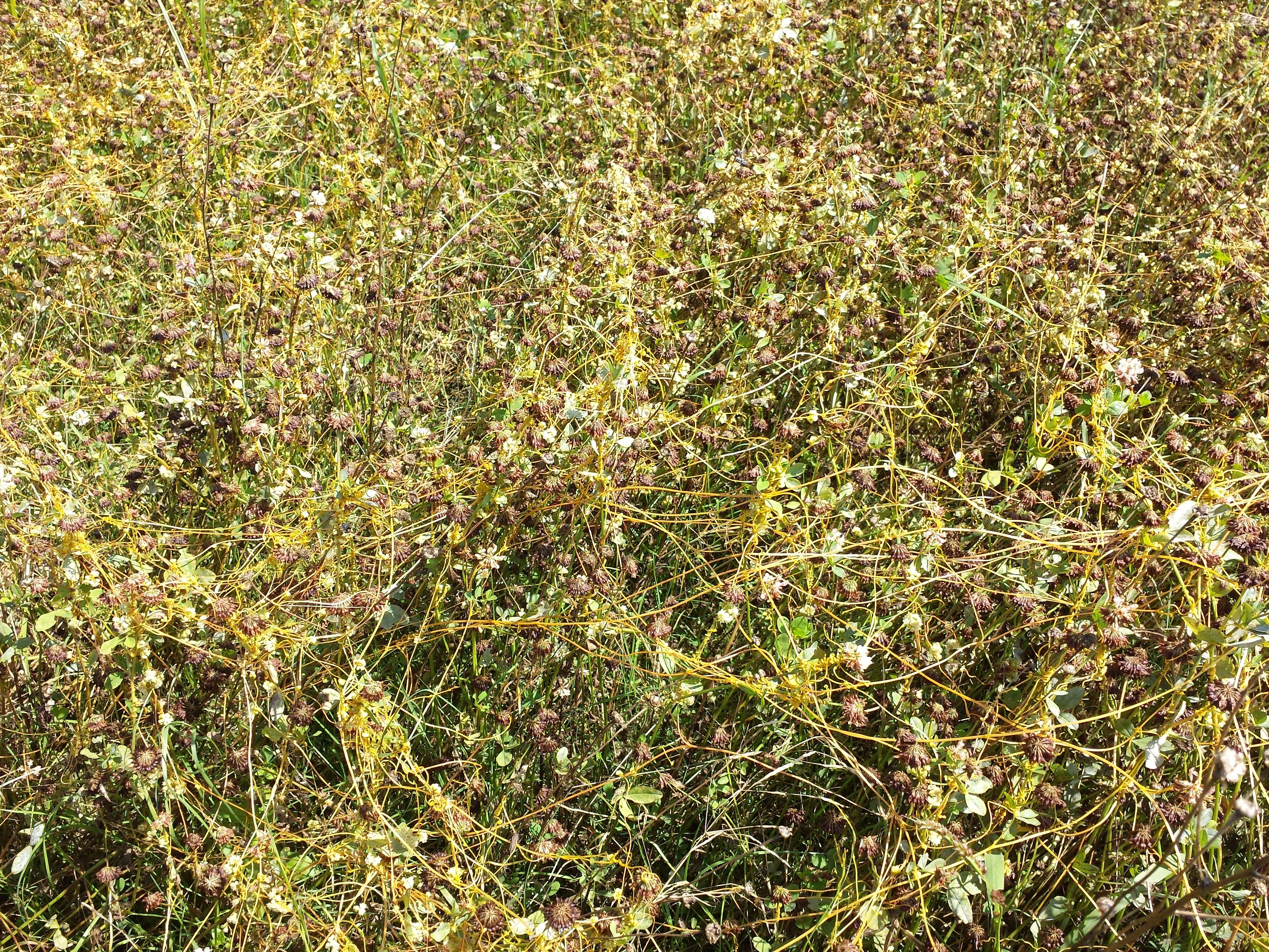 Image of Cuscuta campestris