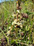 Image of Cuscuta campestris