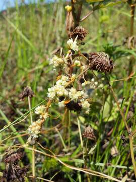 Image of Cuscuta campestris