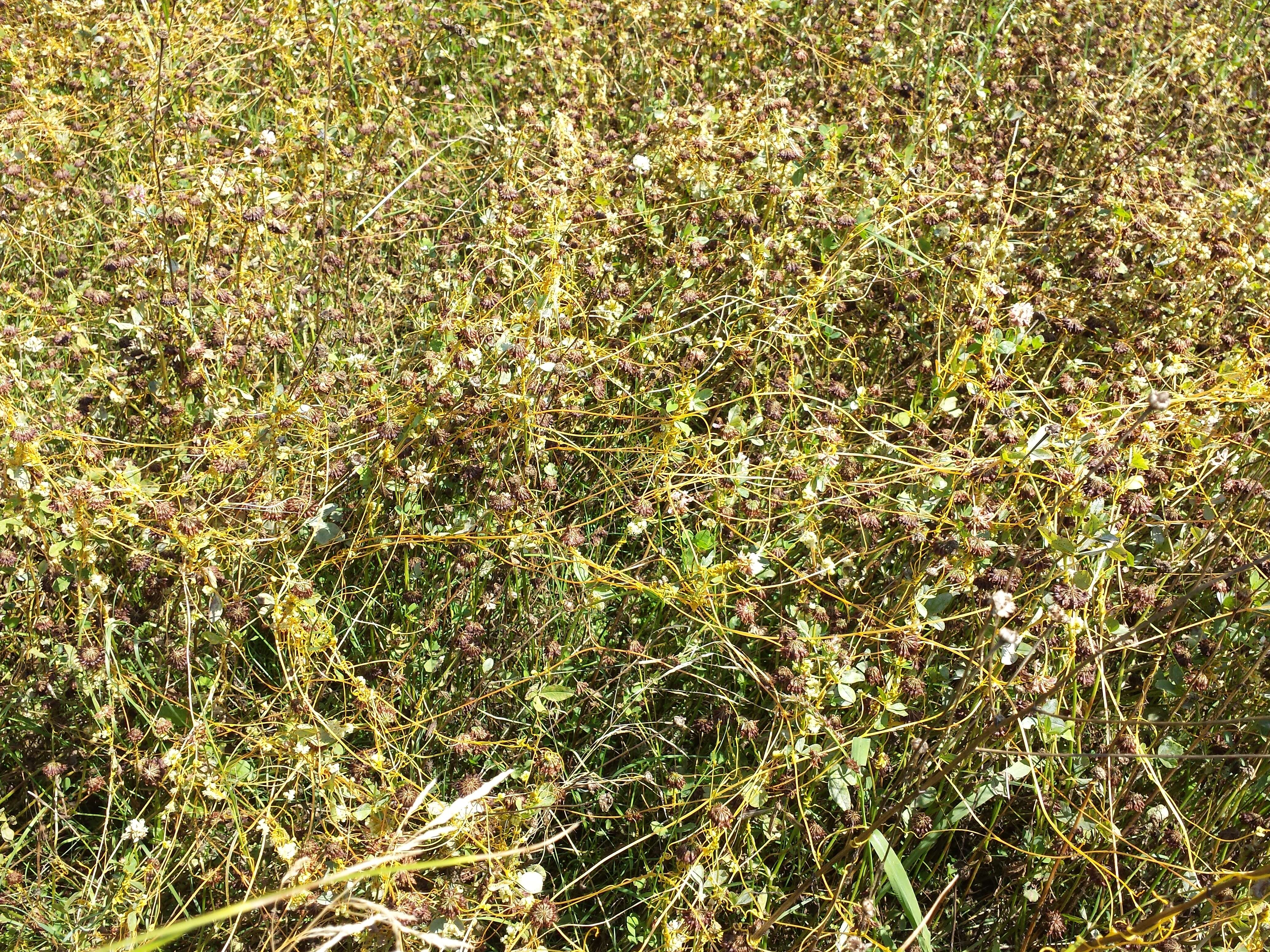 Image of Cuscuta campestris