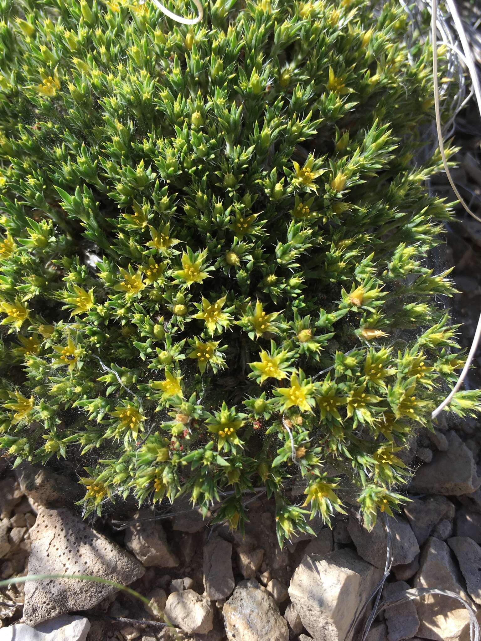 Image of creeping nailwort