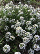 Image de Lobularia