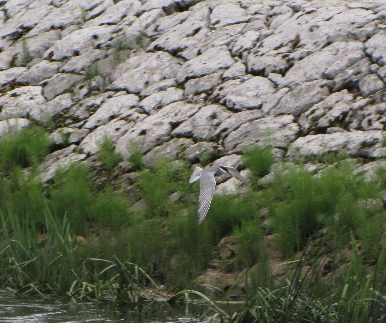 Image of Whiskered Tern