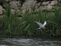 Image of Whiskered Tern