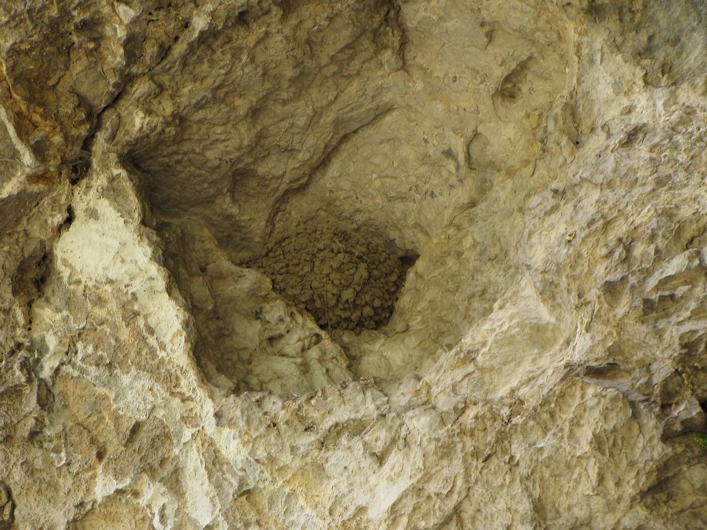 Image of Eurasian Crag Martin