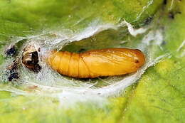 Image of flat white-spotted leaf roller