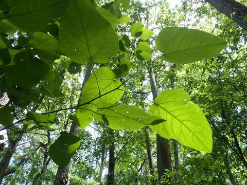 Image of swamp cottonwood