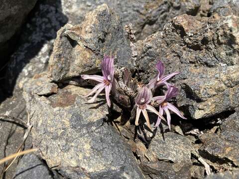 Image of California broomrape