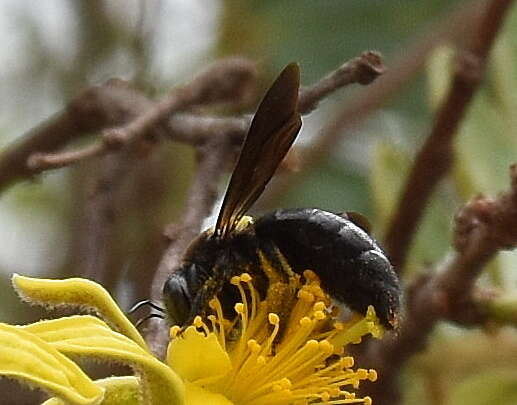 Plancia ëd Xylocopa flavicollis (De Geer 1778)