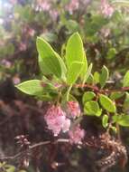 Слика од Arctostaphylos densiflora M. S. Baker