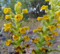 Image of Corycium crispum (Thunb.) Sw.