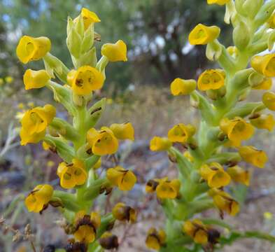 Image of Corycium crispum (Thunb.) Sw.