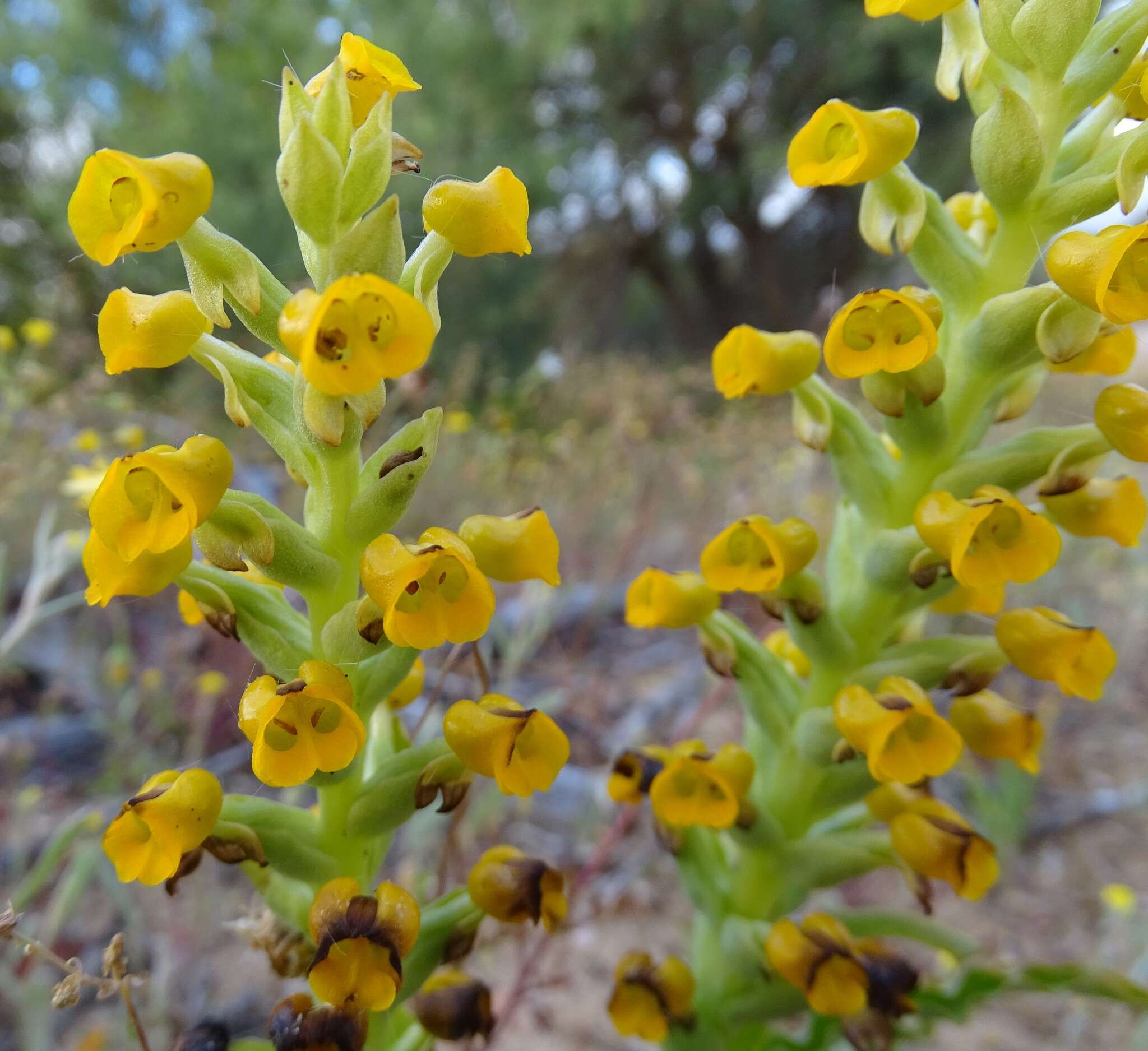 Image of Corycium crispum (Thunb.) Sw.