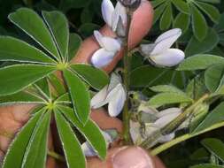 Image of white lupine