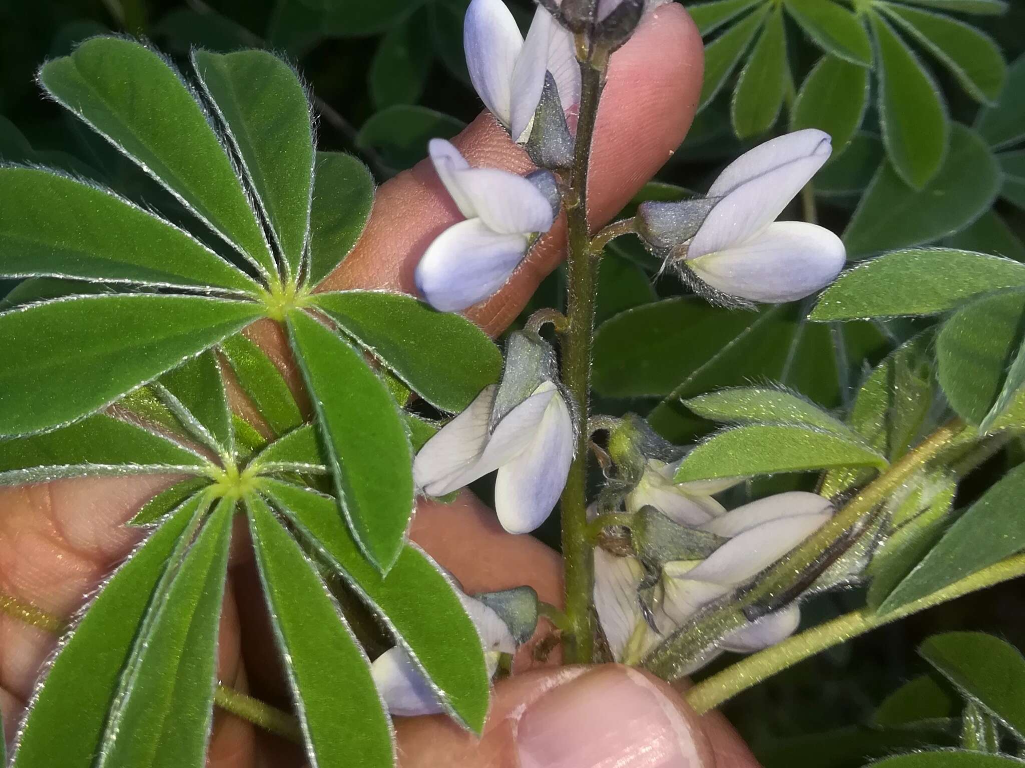 Image de Lupinus albus L.