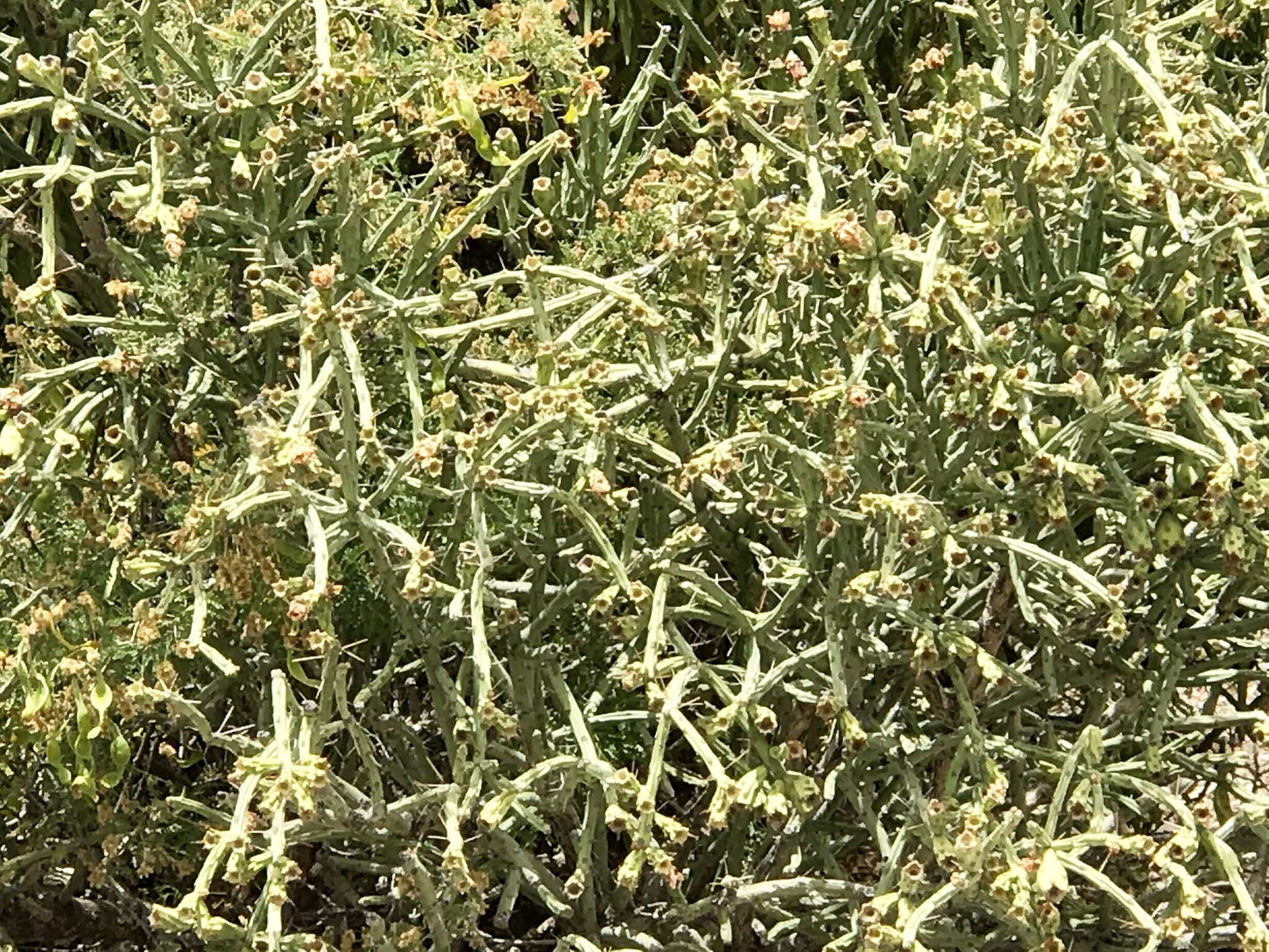 Image of Pencil Cholla