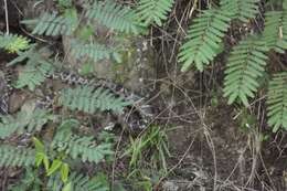 Image of Cuban Boa