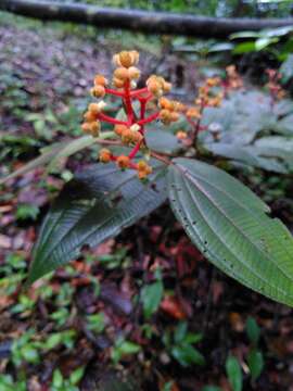 Image of Miconia ceramicarpa (DC.) Cogn.