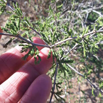 Image of Asparagus capensis L.