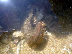 Image of Holothuria (Halodeima) grisea Selenka 1867