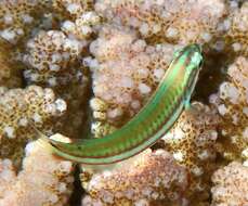 Image of Klunzinger's wrasse