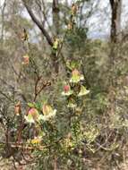 صورة Pimelea ligustrina Labill.