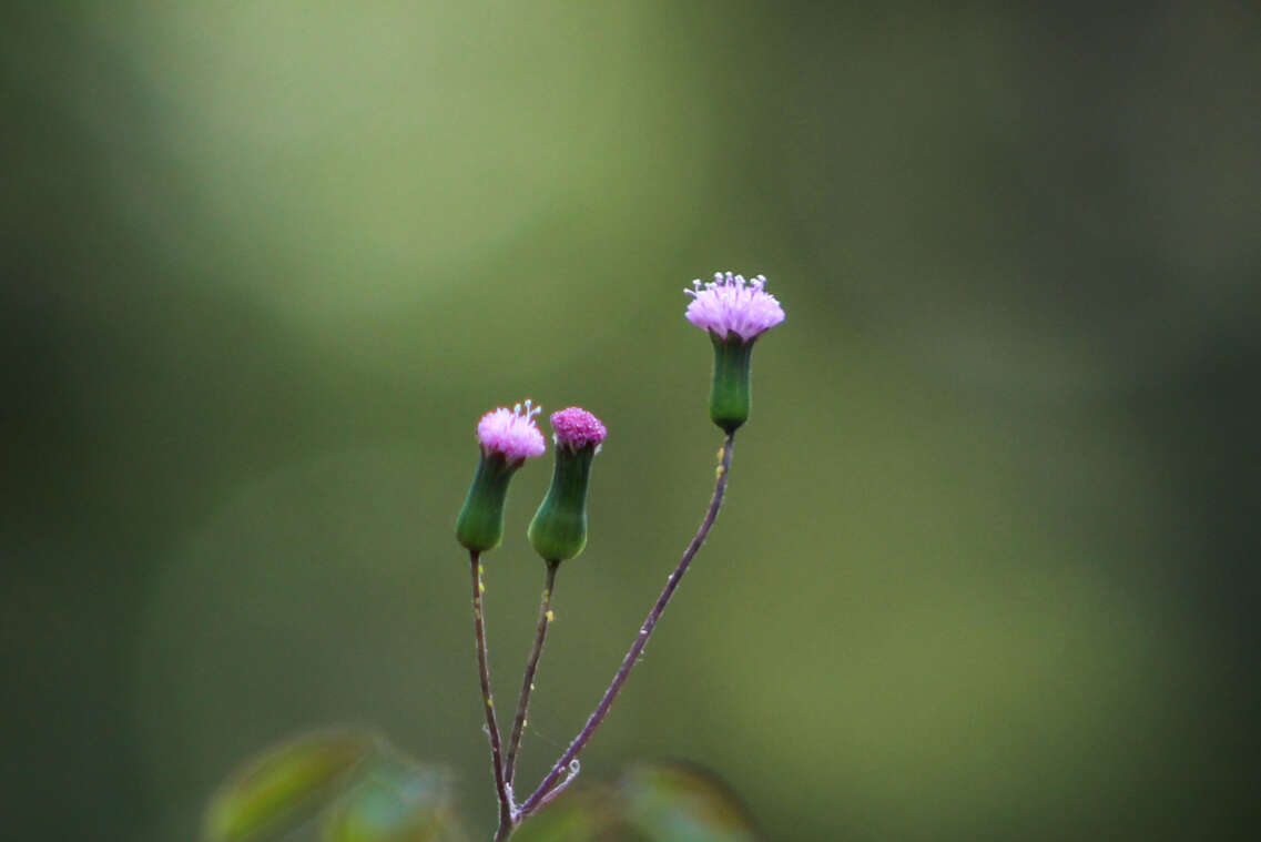 Image of lilac tasselflower