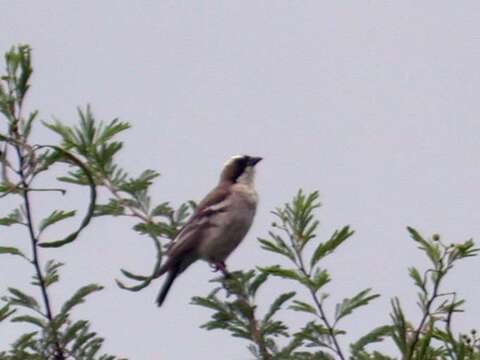 Image of sparrow-weaver