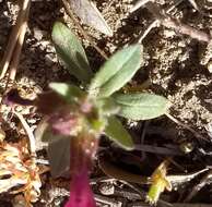 Image of Fremont's monkeyflower