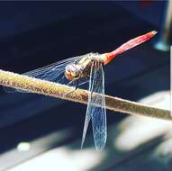 Image of Orthetrum villosovittatum (Brauer 1868)