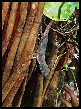 Image of Diploderma polygonatum ishigakiense (Van Denburgh 1912)