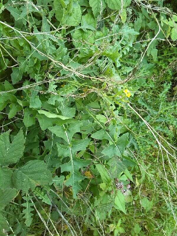 Слика од Sisymbrium austriacum subsp. chrysanthum (Jord.) Rouy & Foucaud