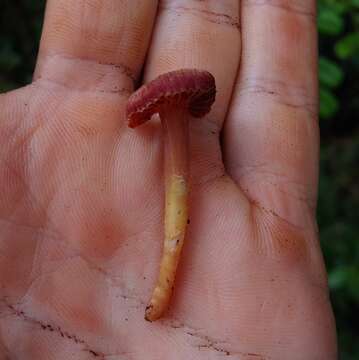 Plancia ëd Hygrocybe prieta Lodge & Pegler 1990