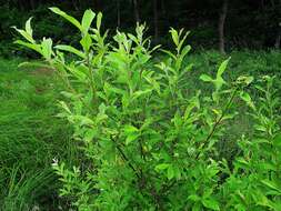 Image of rose-gold pussy willow