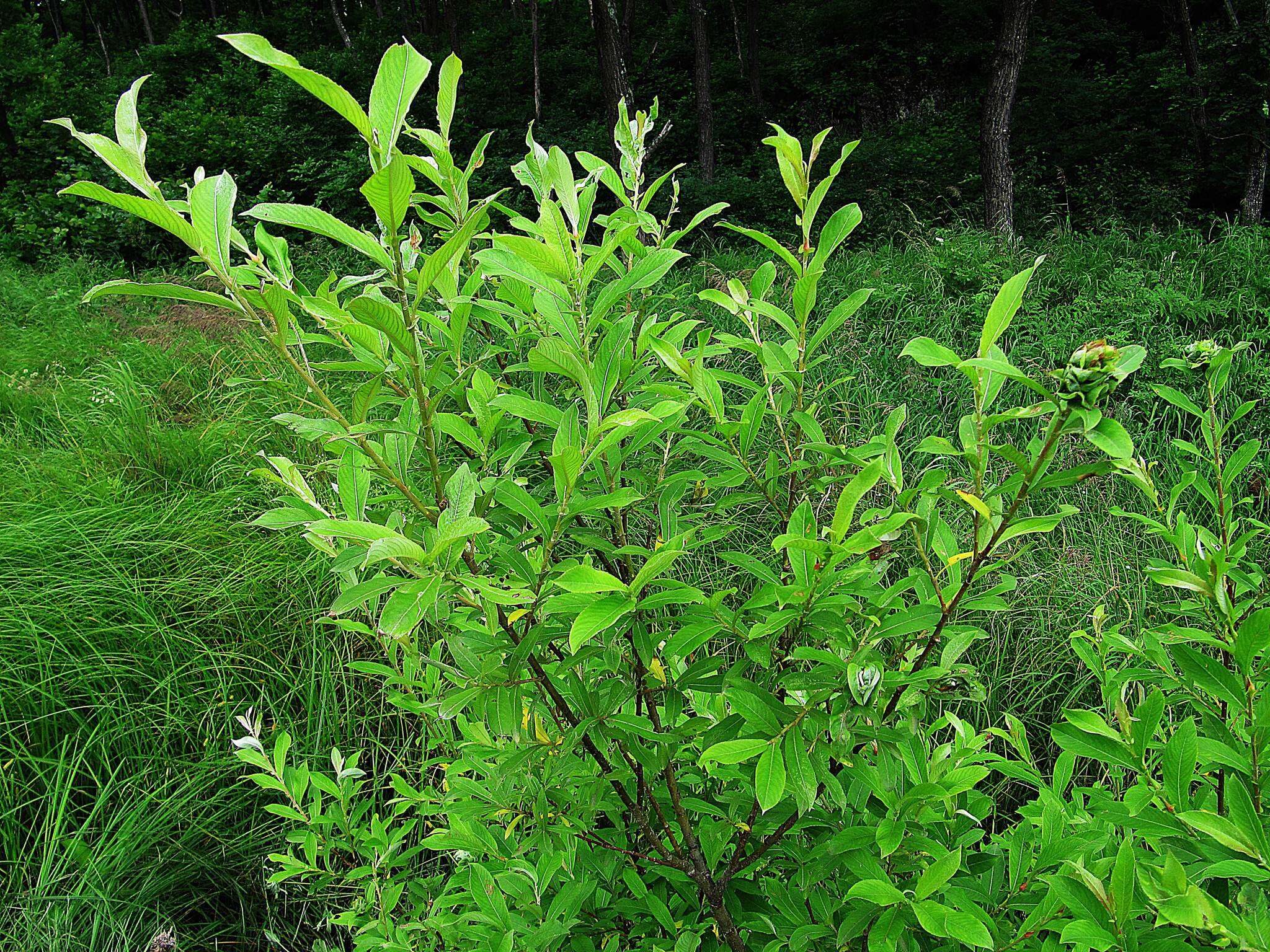 Image of rose-gold pussy willow