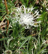 Слика од Centaurea napulifera Rochel