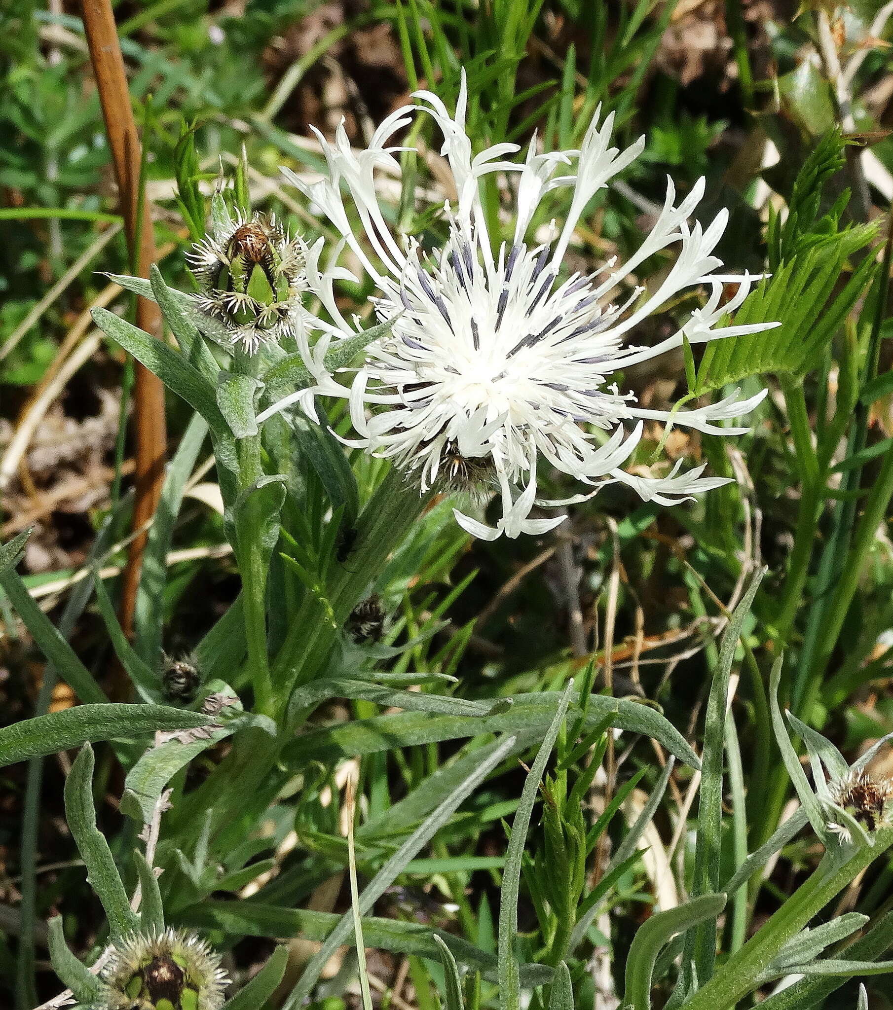 Image de Centaurea napulifera Rochel