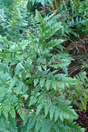 Image of iron fern