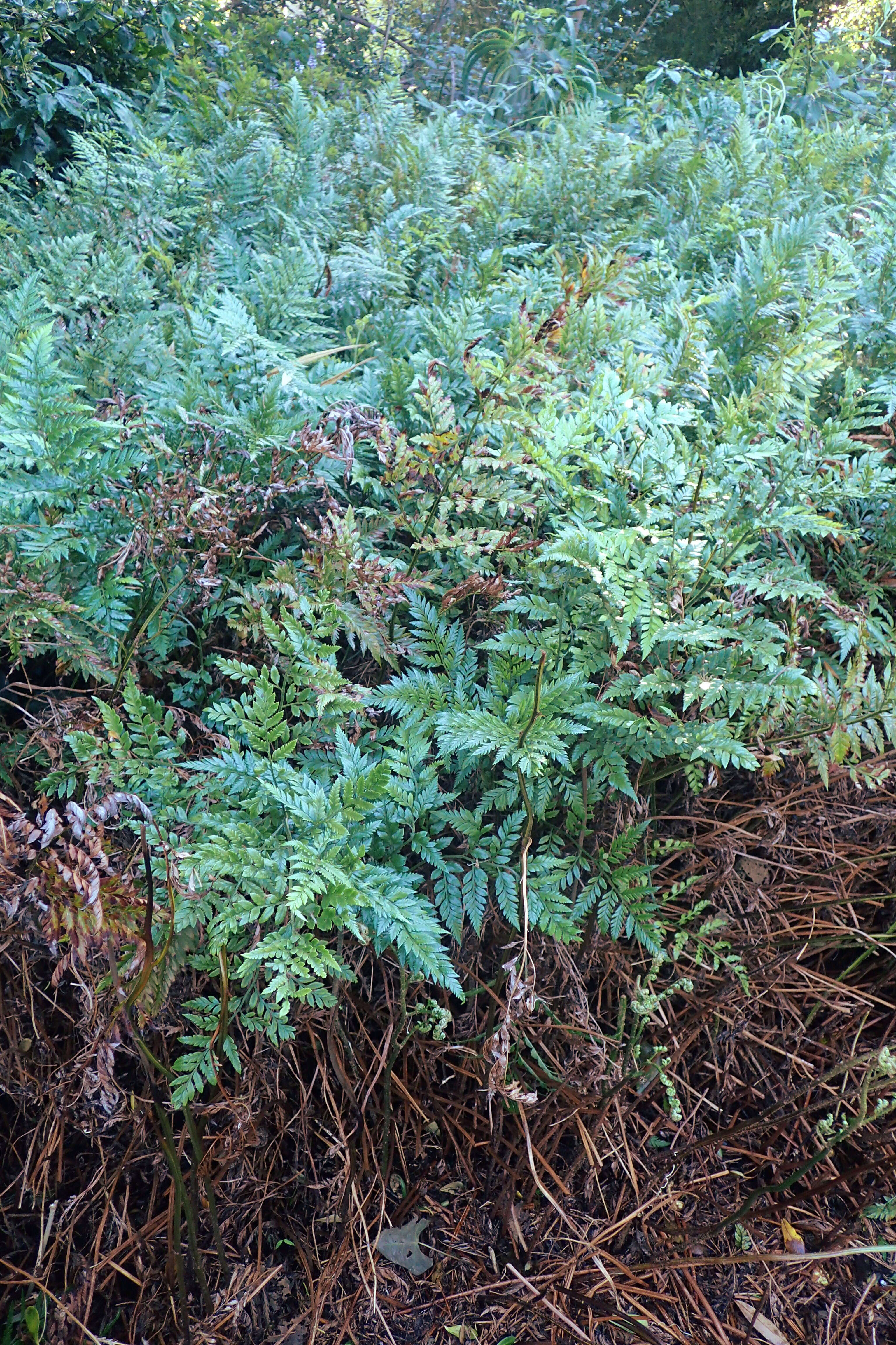 Image of iron fern