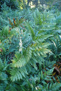 Image of iron fern