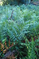 Image of iron fern