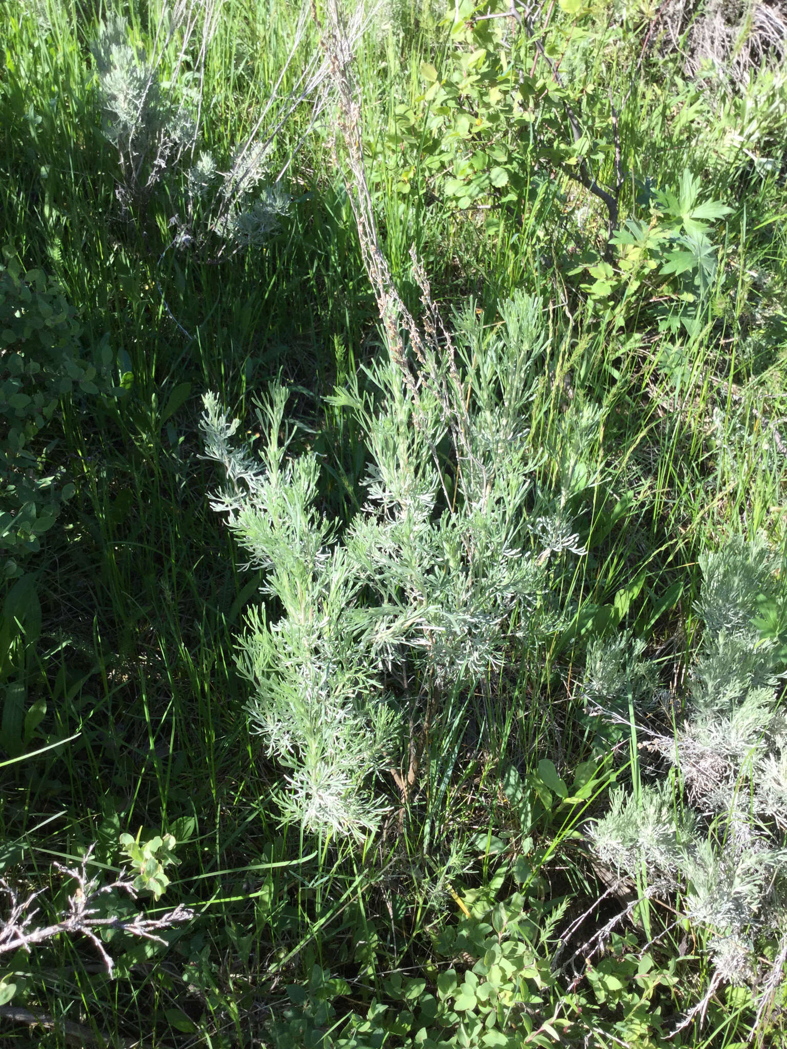 Image of threetip sagebrush