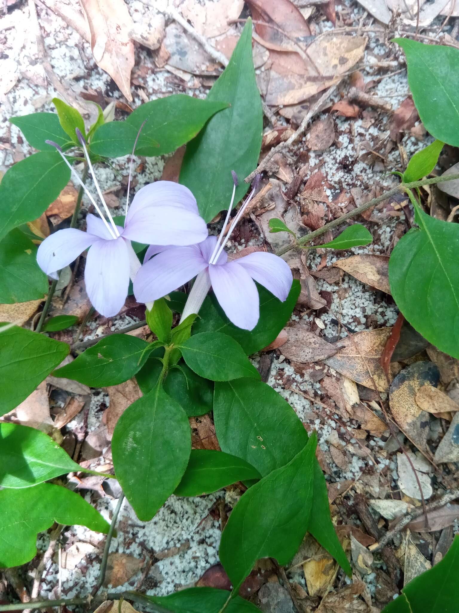 صورة Barleria phillyreifolia Baker