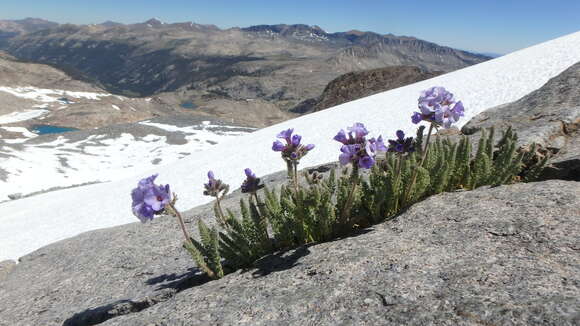 Image de Polemonium eximium Greene