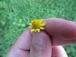 Image of hairy spotflower