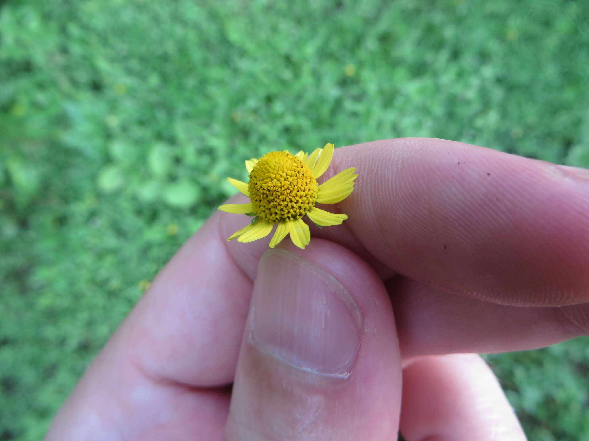 Image of hairy spotflower