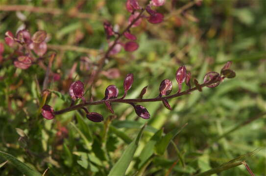 Image of shining pepperweed