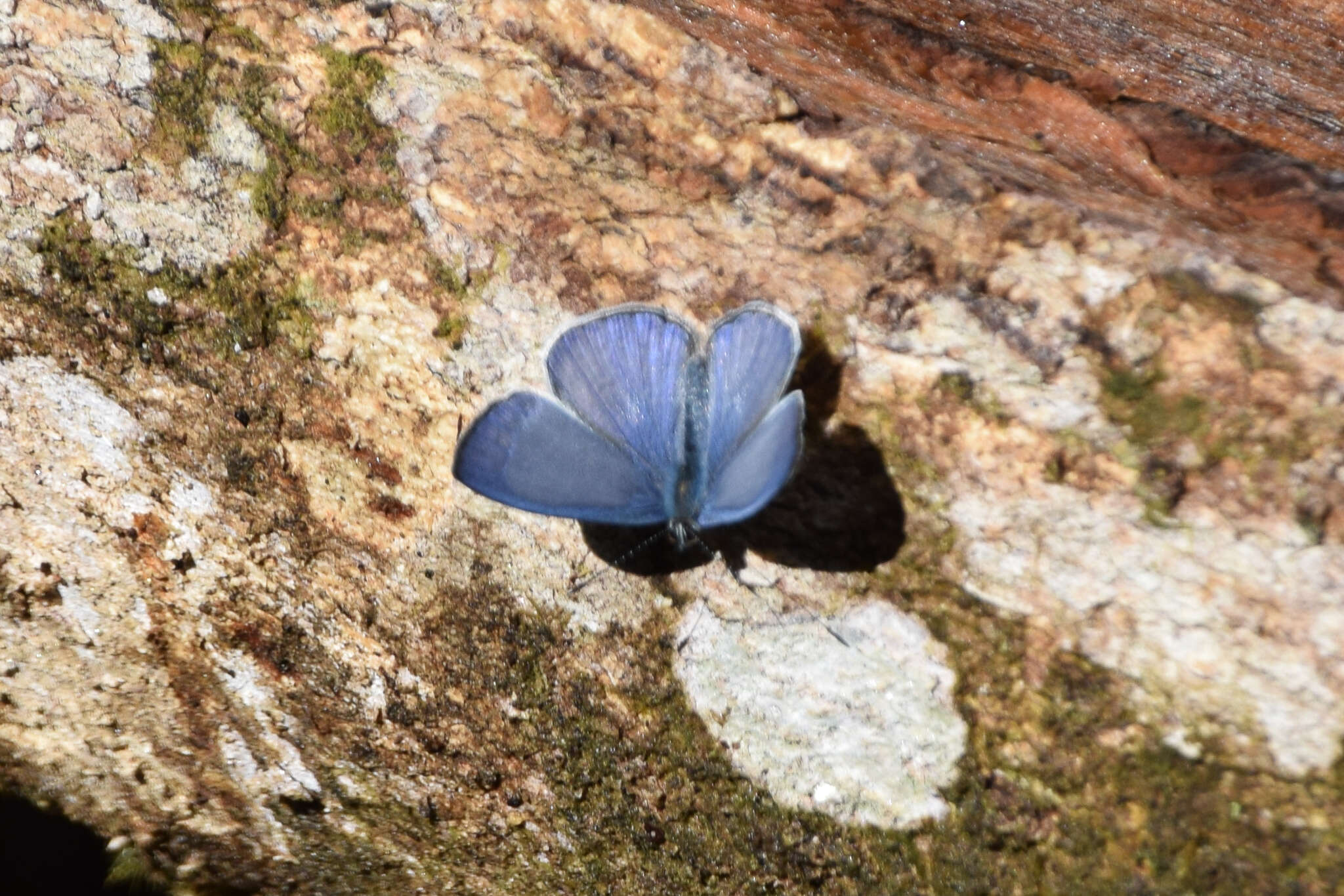 Image of Uranobothria tsukadai